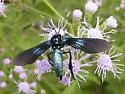 Southern Cyan Tiger Moth - Hodges#8273 - Macrocneme chrysitis