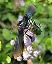 Southern Cyan Tiger Moth - Hodges#8273 - photo 2