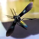 Southern Cyan Tiger Moth - Hodges#8273 - photo 3