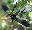 Southern Cyan Tiger Moth - Hodges#8273 - photo 4