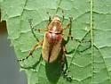 Macrodactylus angustatus - Macrodactylus angustatus