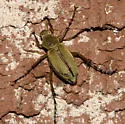 Macrodactylus angustatus - photo 2