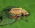 Macrodactylus angustatus - photo 4