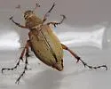 Macrodactylus angustatus - photo 5