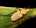 Rose Chafer