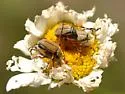 Rose Chafer - photo 2