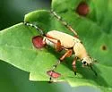 Rose Chafer - photo 3