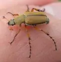 Rose Chafer - photo 4