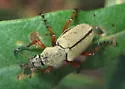 Western Rose Chafer