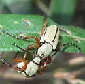 Western Rose Chafer - photo 2