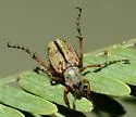 Western Rose Chafer - photo 3