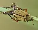 Western Rose Chafer - photo 4