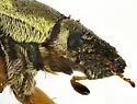 Western Rose Chafer - photo 5