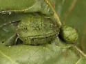 Macrodiplosis castaneae
