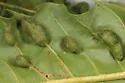 Macrodiplosis castaneae - photo 2