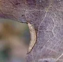 Macrodiplosis erubescens