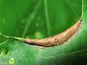 Macrodiplosis erubescens - photo 2