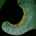 Macrodiplosis erubescens - photo 3