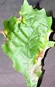 Macrodiplosis erubescens - photo 4