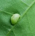 Macrodiplosis majalis