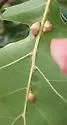 Macrodiplosis majalis - photo 2