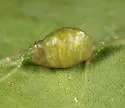 Macrodiplosis majalis - photo 3
