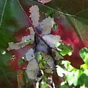 Macrodiplosis majalis - photo 4