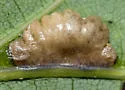Macrodiplosis majalis - photo 5