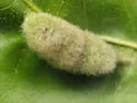 Macrodiplosis niveipila