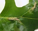 Macrodiplosis niveipila - photo 2