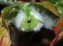 Macrodiplosis niveipila - photo 4