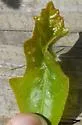 Macrodiplosis niveipila - photo 5