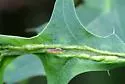 Macrodiplosis qoruca