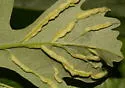 Macrodiplosis qoruca - photo 3
