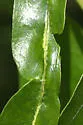 Macrodiplosis qoruca - photo 4