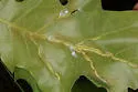 Macrodiplosis qoruca - photo 5
