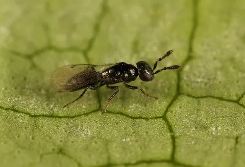 Macroglenes chalybea