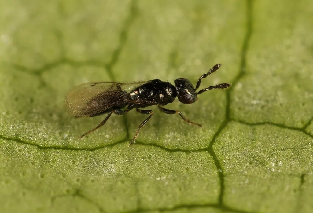 Macroglenes chalybea - photo 2