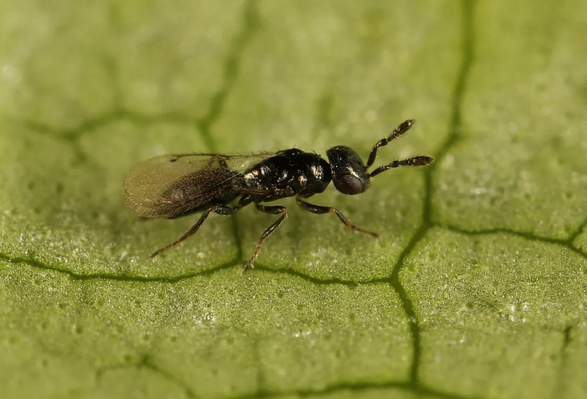 Macroglenes chalybea - photo 3