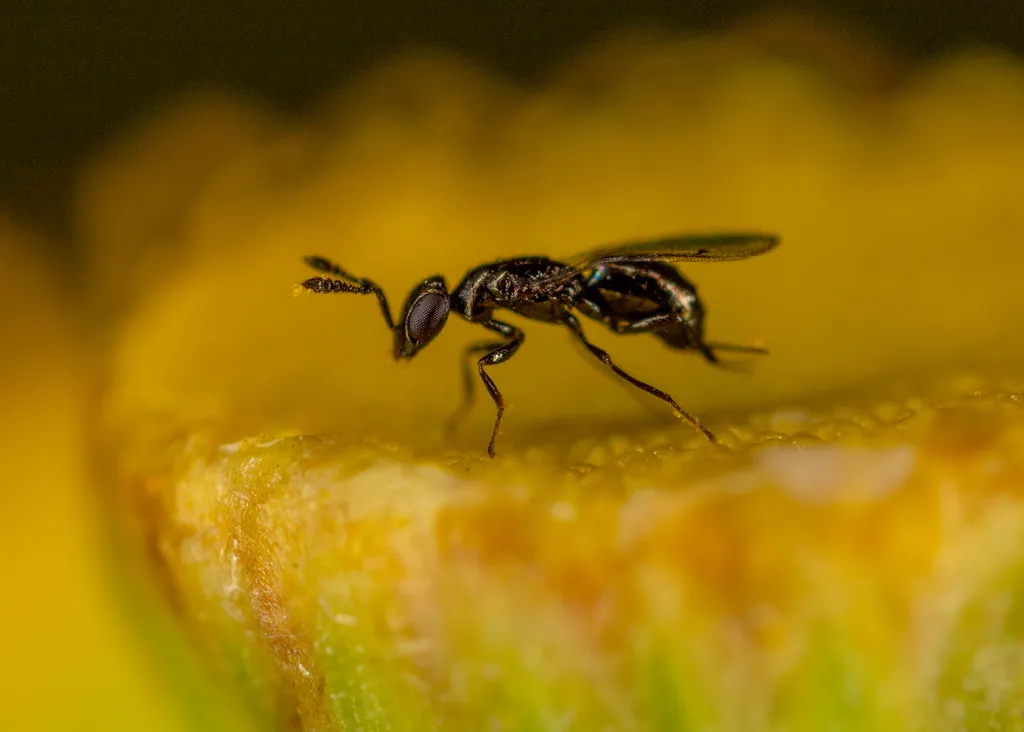 Macroglenes varicornis - photo 2