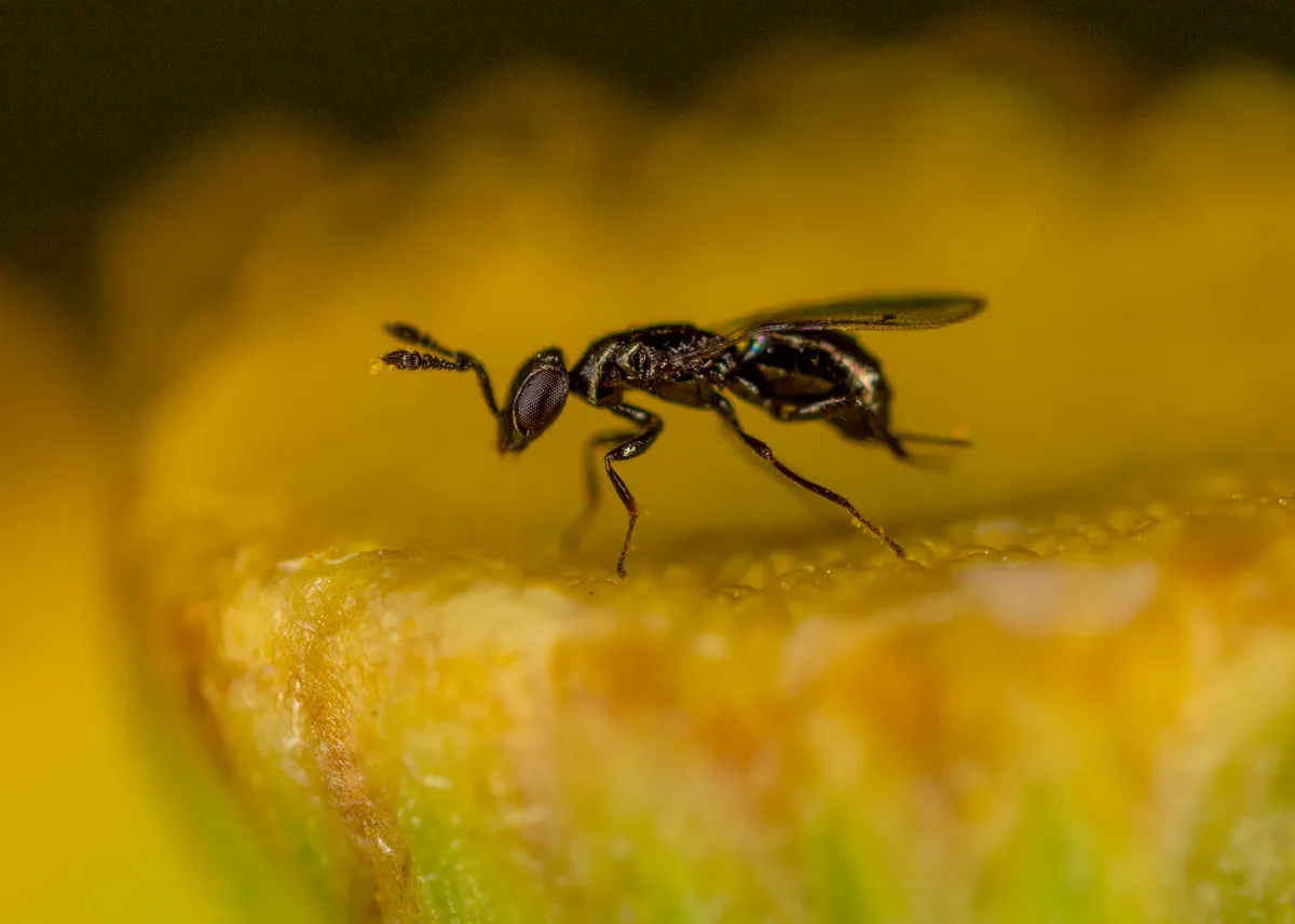 Macroglenes varicornis - photo 3