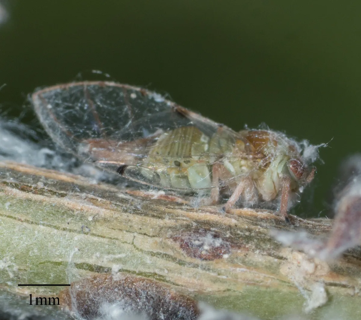 Curtain Fig Psyllid
