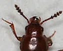 Macrohydnobius matthewsii - photo 2