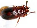 Macrohydnobius matthewsii - photo 4