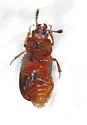 Macrohydnobius matthewsii - photo 5
