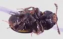 Macrohydnobius simulator - photo 3