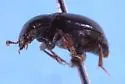 Macrohydnobius simulator - photo 4