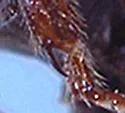 Macrohydnobius simulator - photo 5
