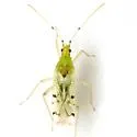 Macrolophus brevicornis