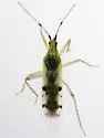 Macrolophus brevicornis - photo 2